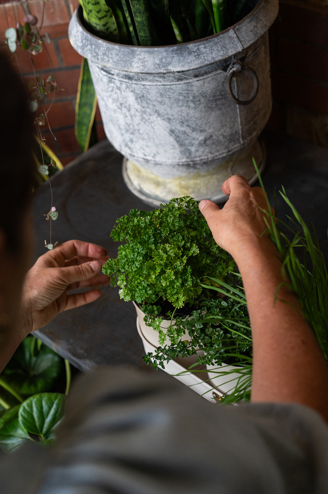 Sophie Conran - Herb Pots Buttermilk