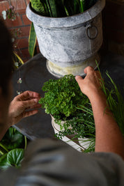 Sophie Conran - Herb Pots Buttermilk