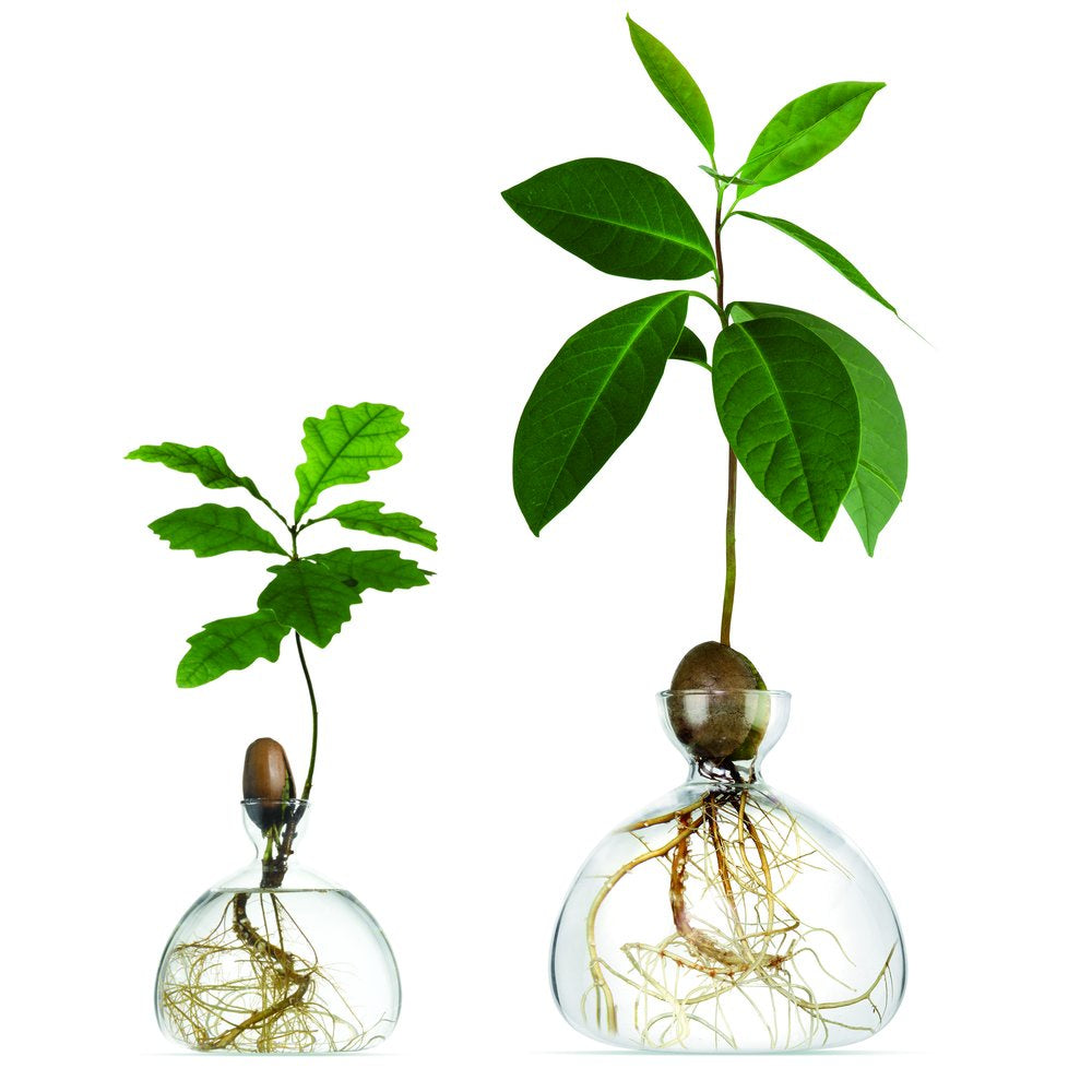Ilex Studio Acorn Vase