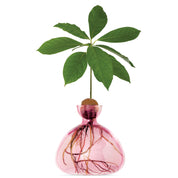 Ilex Studio Avocado Vase