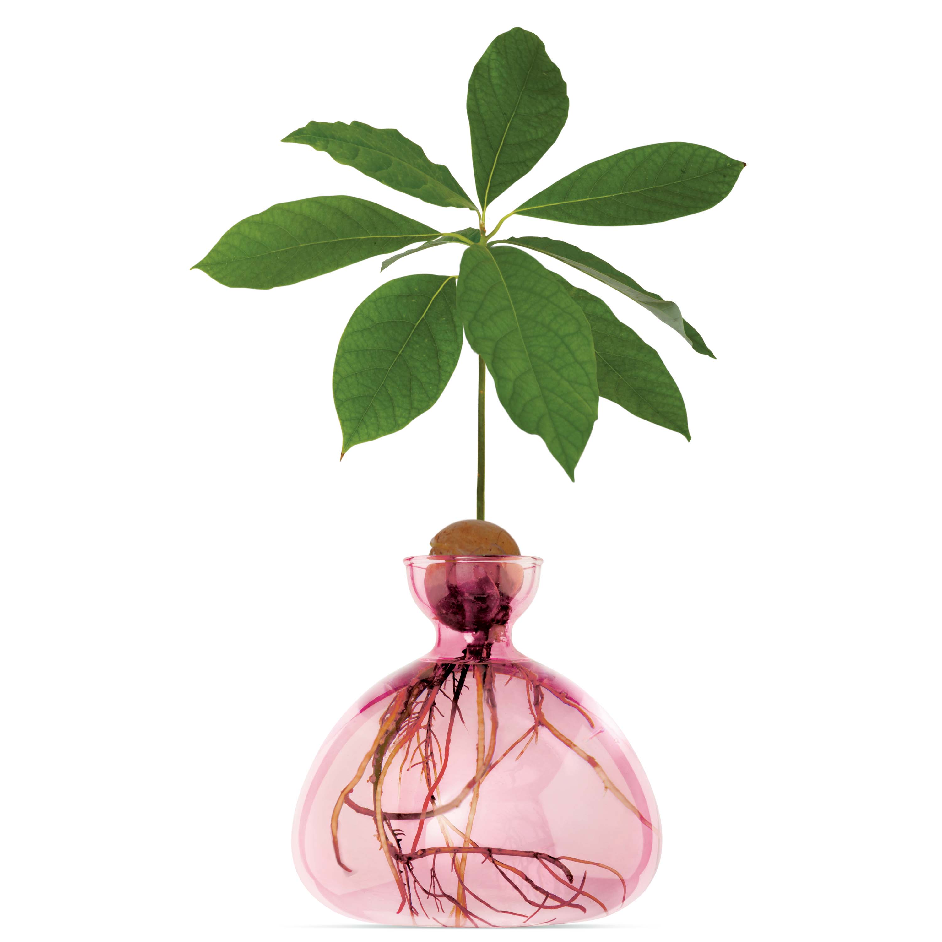 Ilex Studio Avocado Vase