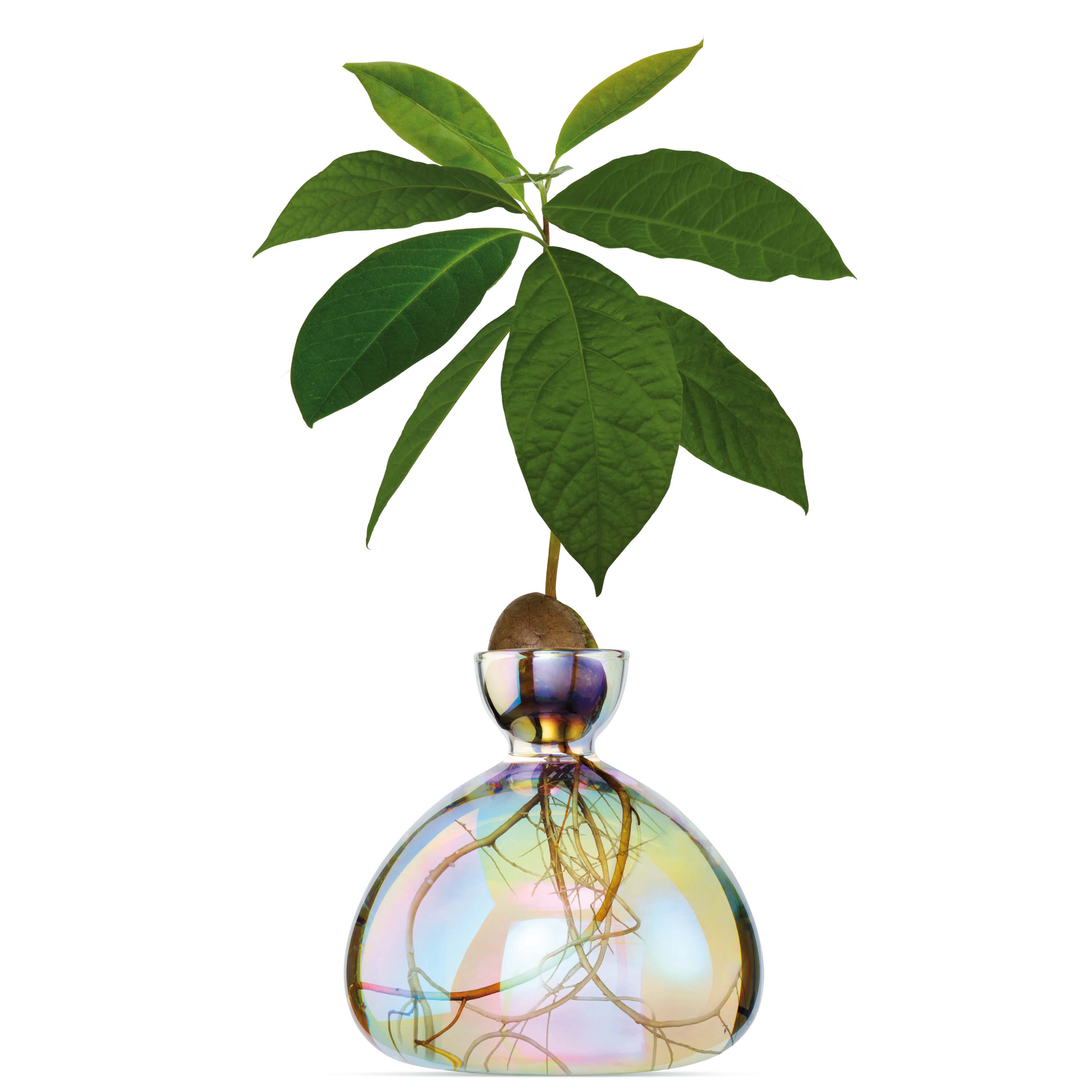 Ilex Studio Avocado Vase