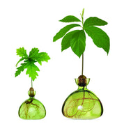 Ilex Studio Acorn Vase